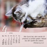 Katzen 2025 - Tischkalender