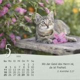 Katzen 2025 - Tischkalender